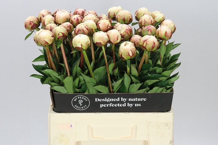 <h4>Paeonia Odile</h4>