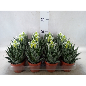 Aloe aristata 'Tiki Tahi'