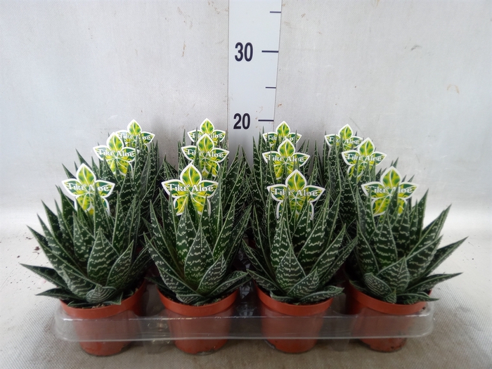 <h4>Aloe aristata 'Tiki Tahi'</h4>