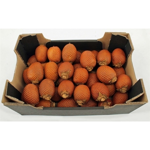 Dried Maurita Washed