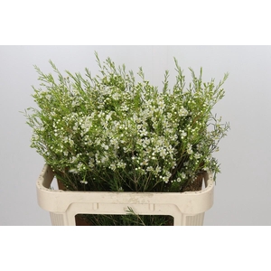 Chamelaucium Ofir