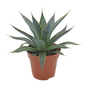 Agave Shaka Koko