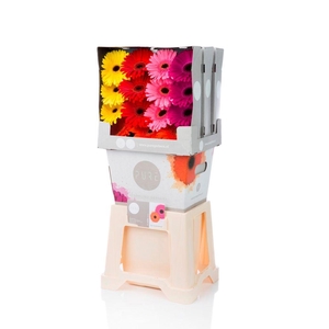 Gerbera Mix op Rij Diamond