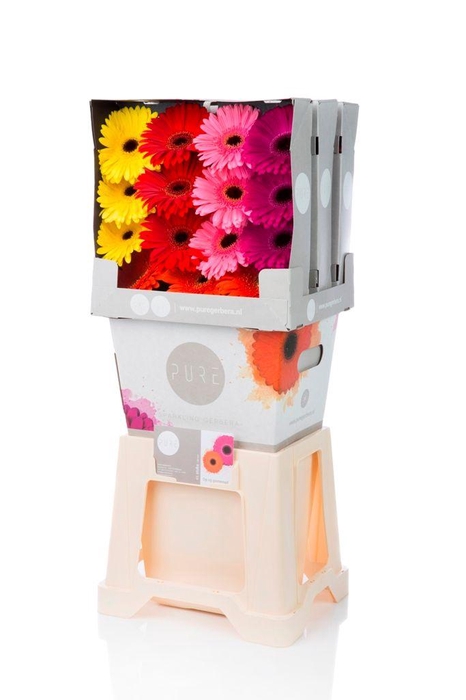 <h4>Gerbera Mix op Rij Diamond</h4>