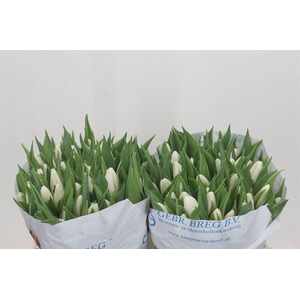 Tulp Enkel White Prince