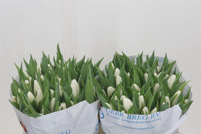 <h4>Tulp Enkel White Prince</h4>