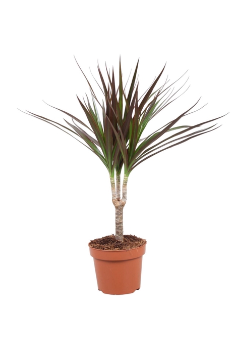 <h4>Dracaena marg. Magenta</h4>