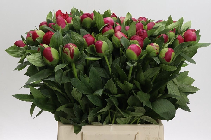 <h4>Paeonia Belgravia</h4>