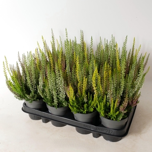 Calluna vulgaris 'Beauty Ladies' Trios P9,5