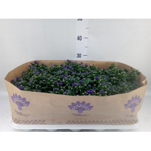 Aster n-b 'Showmakers Blue Bayou'
