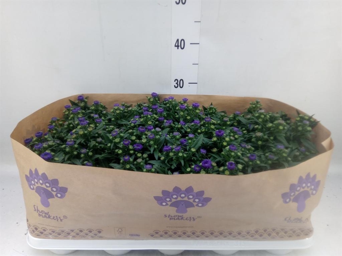 <h4>Aster n-b 'Showmakers Blue Bayou'</h4>