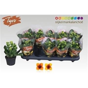 KAL EN TIGER GEM