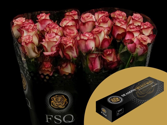 <h4>R GR Paloma Box</h4>