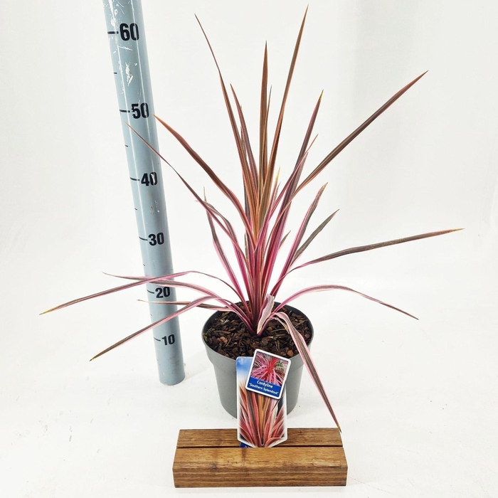<h4>Cordyline</h4>
