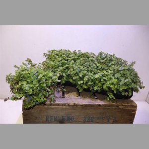 Callisia Repens