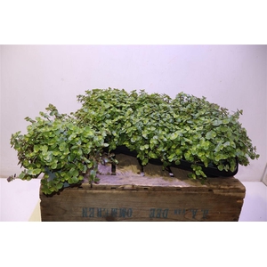 Callisia Repens