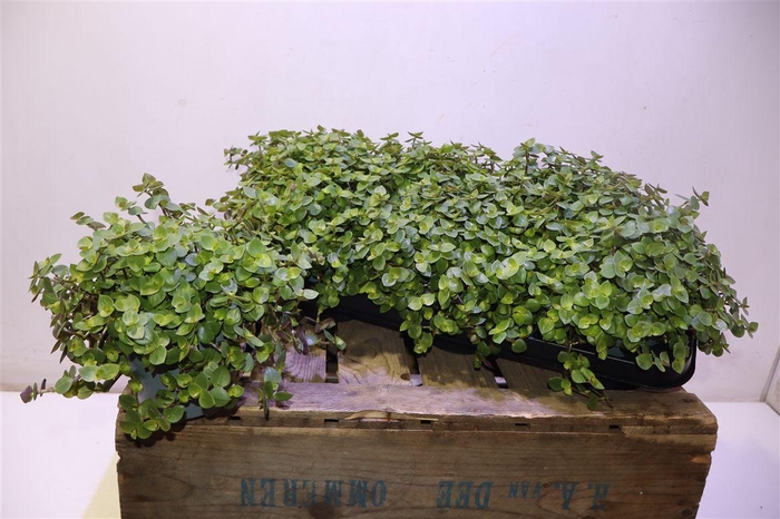 <h4>Callisia Repens</h4>