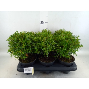 Myrtus communis