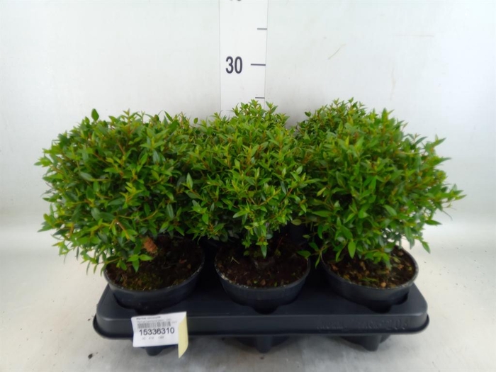 <h4>Myrtus communis</h4>
