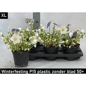 HELL NI WINTER FLEUR