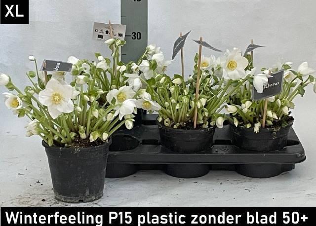 <h4>HELL NI WINTER FLEUR</h4>