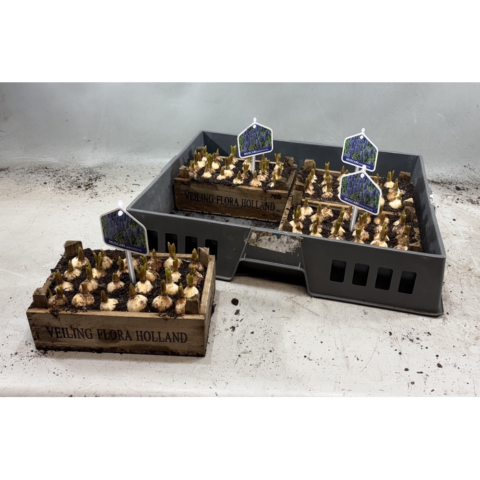 <h4>ARR MUSCARI</h4>