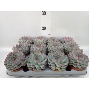 Echeveria  'Hercules'