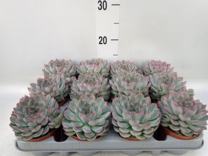 <h4>Echeveria  'Hercules'</h4>