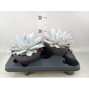 Echeveria  'Mexican Giant'