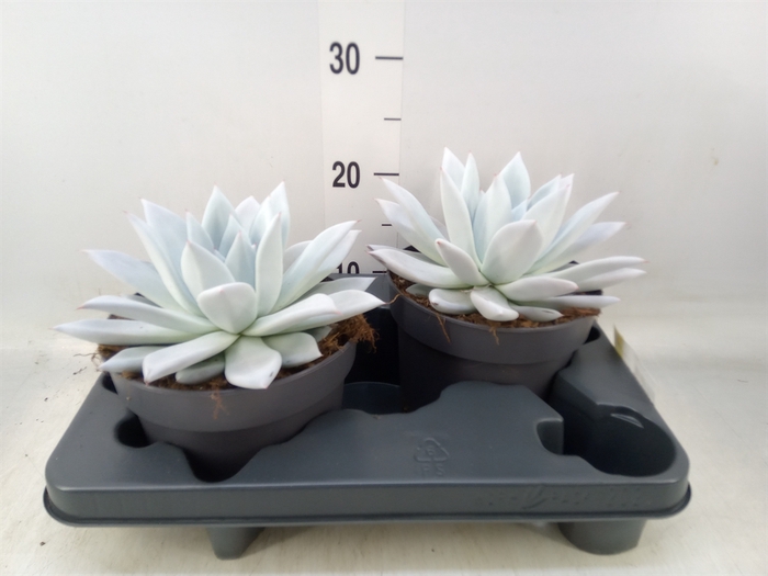 <h4>Echeveria  'Mexican Giant'</h4>