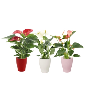 Anthurium 7 cm 3 color mix in Carly love ceramics