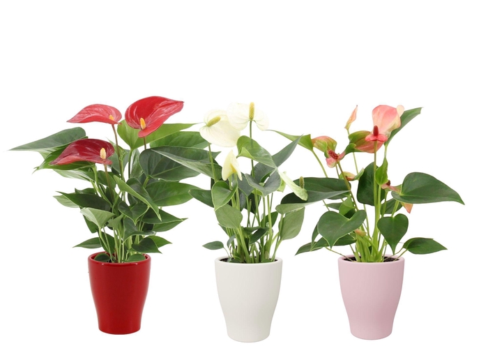 <h4>Anthurium 7 cm 3 color mix in Carly love ceramics</h4>