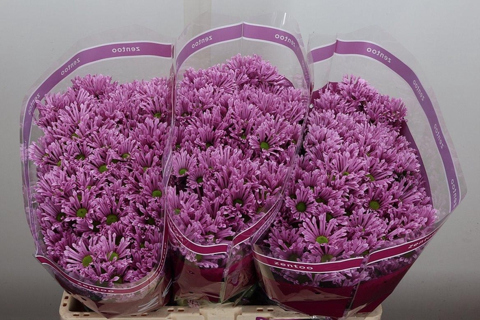 <h4>Chr S Aaa Bluff</h4>