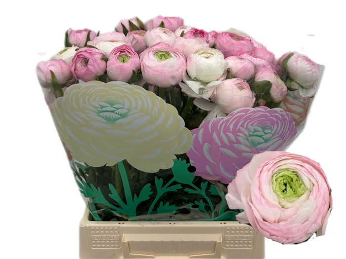 <h4>RAN AM MARSHMALLOW</h4>