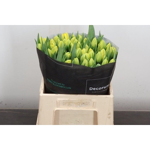 Tu Du Double Trouble