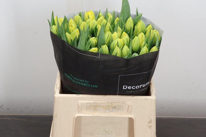 <h4>Tu Du Double Trouble</h4>