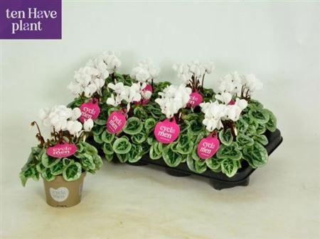 <h4>Cycl Kl Sup Picasso White</h4>