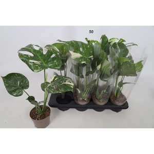 MONSTERA DEL THAI CO