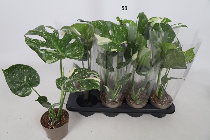 <h4>MONSTERA DEL THAI CO</h4>