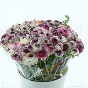 Ran El Cappucino Extra