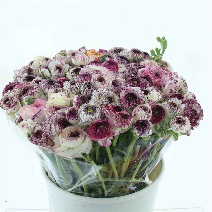 <h4>Ran El Cappuccino Super</h4>