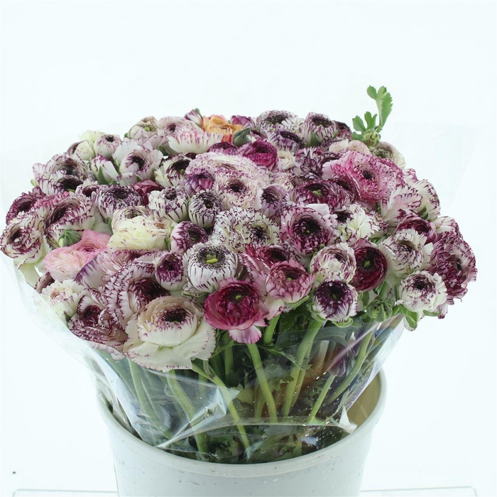 <h4>Ran El Cappuccino Super</h4>