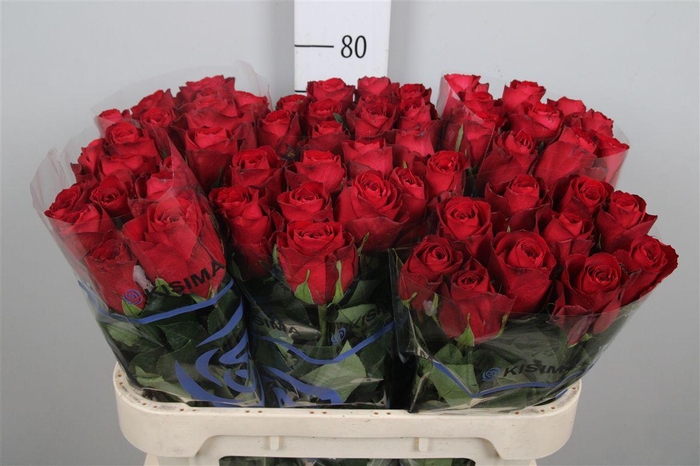 <h4>R Gr Madam Red</h4>