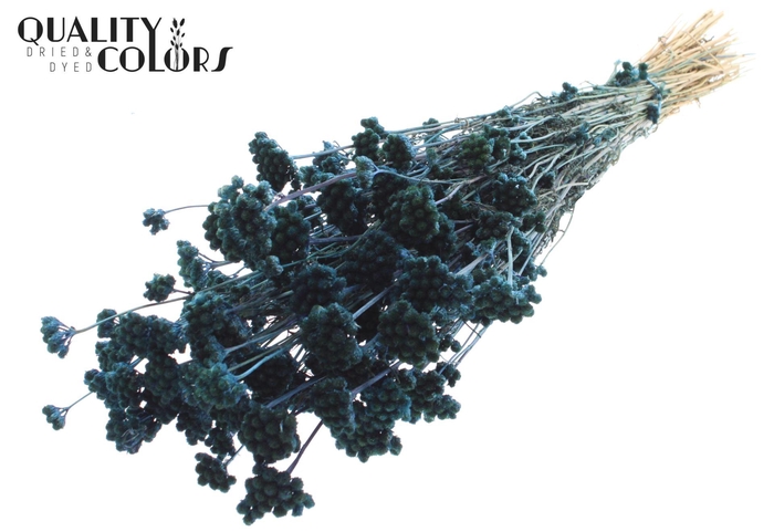 <h4>Droogbloemen   ...bewerkt H%</h4>