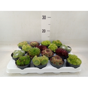 Sempervivum   ...