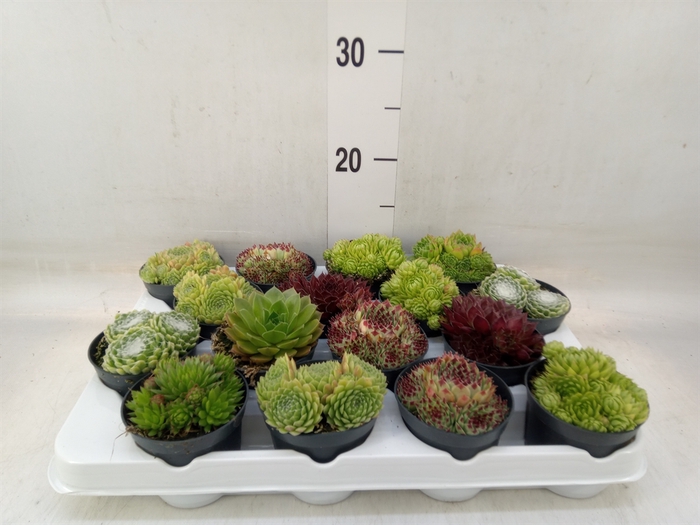 <h4>Sempervivum   ...</h4>
