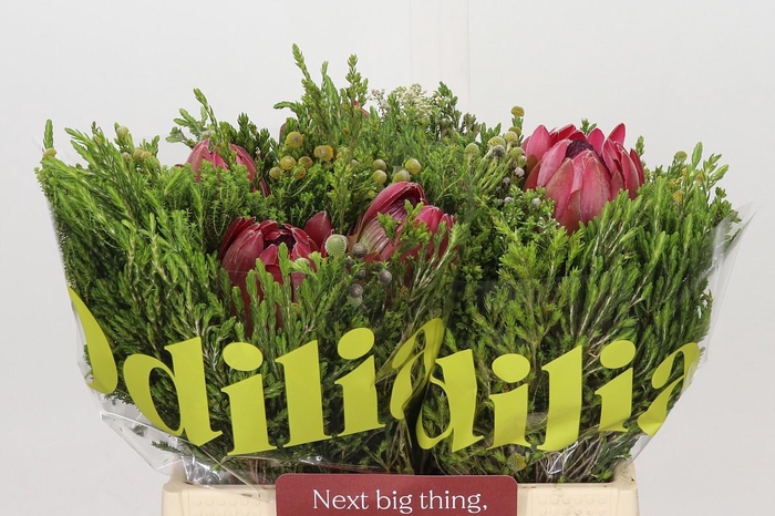 <h4>BQ Protea 3 Flowers</h4>