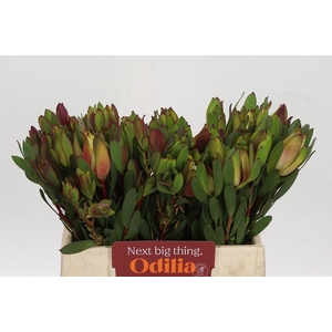 Leucadendron Senorita Spray