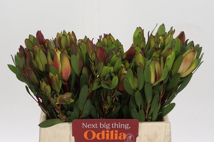 <h4>Leucadendron Senorita Spray</h4>