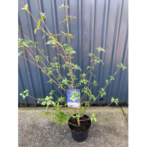 Cornus kousa Chinensis